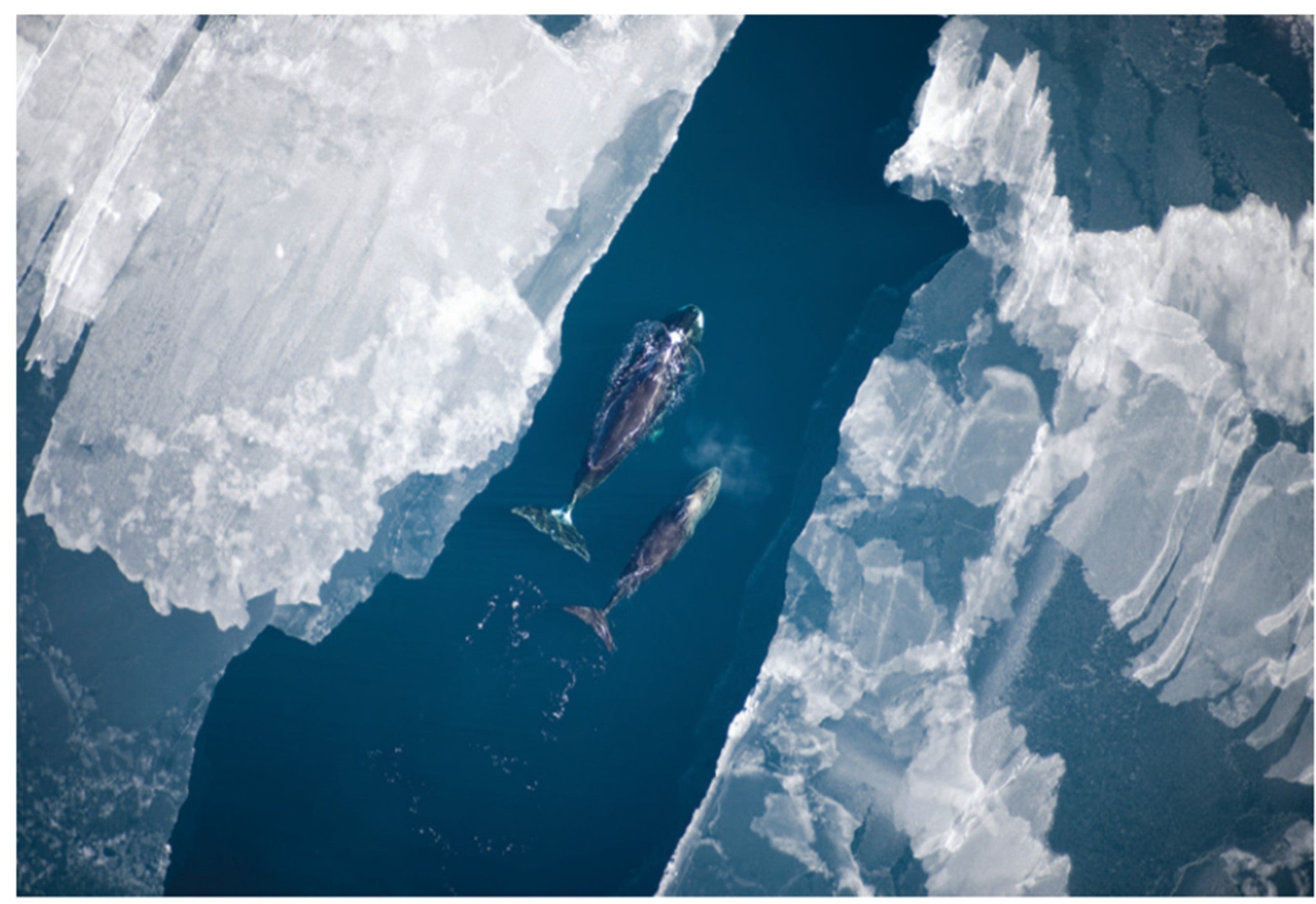 Bowhead Whales